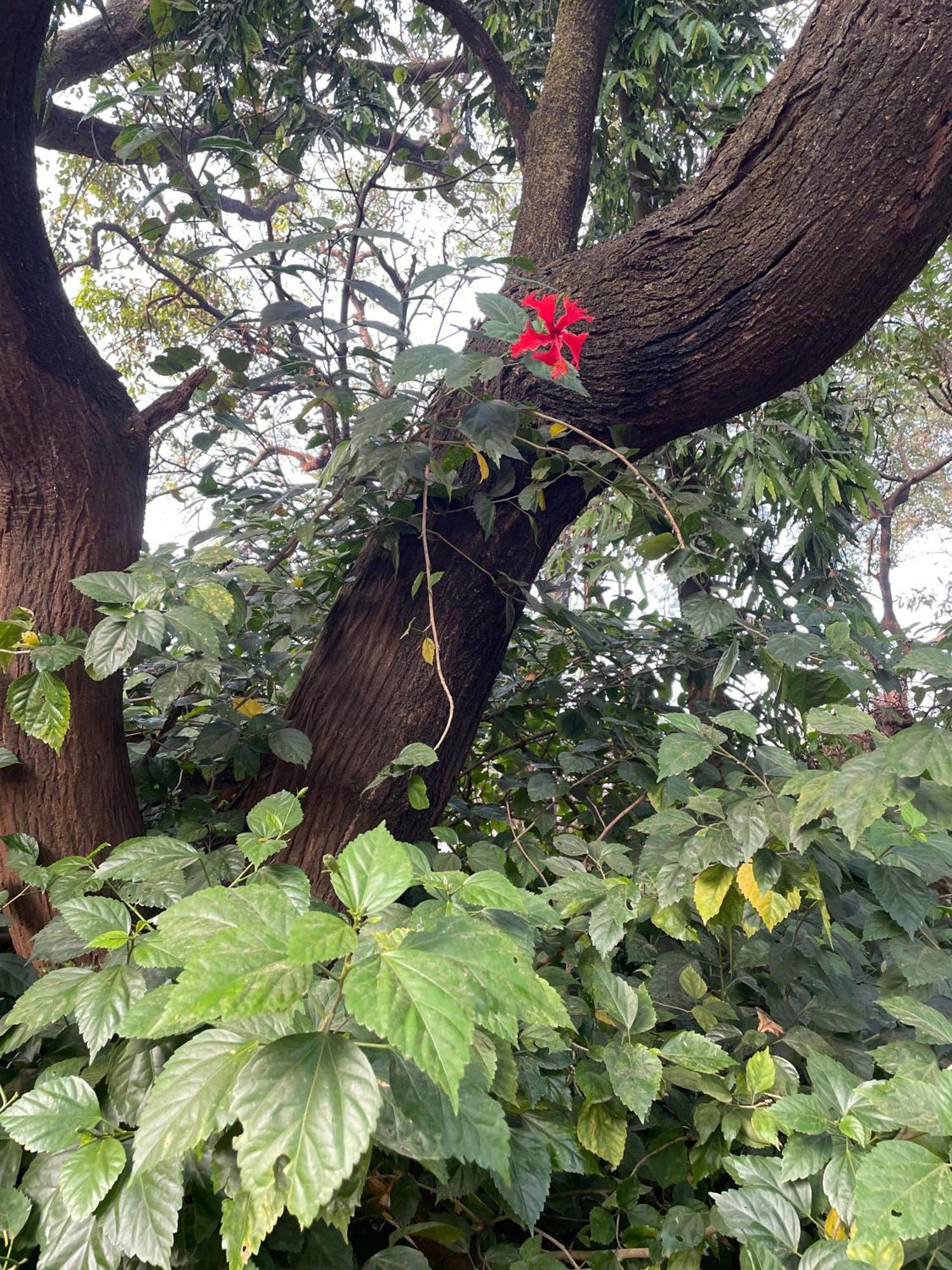 The Imperial Heritage II 2 Minutes From Station And Market II Deluxe Ac Rooms II Lonavala Eksteriør billede